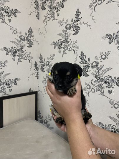 Той-терьер щенки