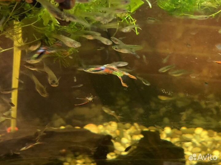 Аквариумные рыбки гуппи и растения бесплатно