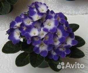 Детки фиалок