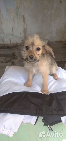 Щенки чихуахуа стандарт