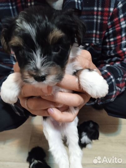 Бивер щенки, помесь