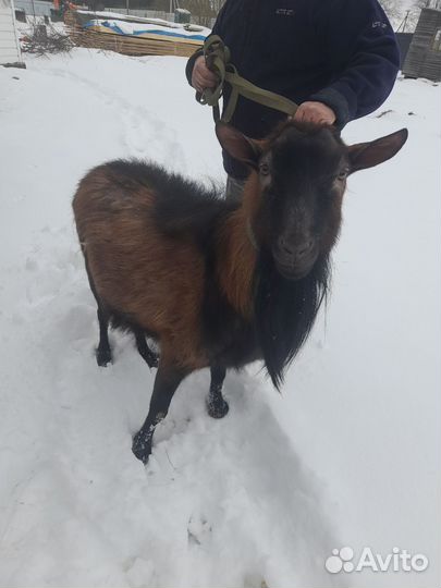 Чешский козел