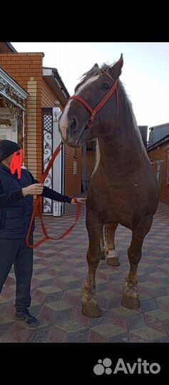 Лошадь жеребцы,советсеий тяжеловес, тяжелые кони