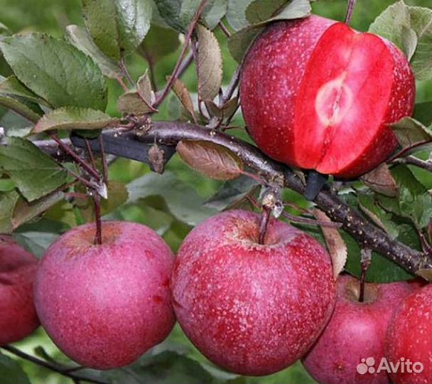 Саженцы яблони Ред Кетти