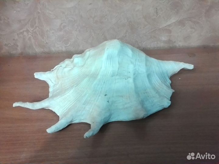 Скат, Рыба Еж, ракушки, кораллы