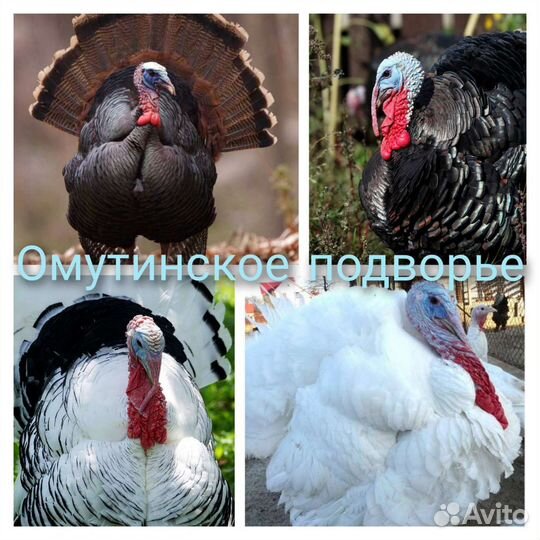 Утки, индоутки, гуси