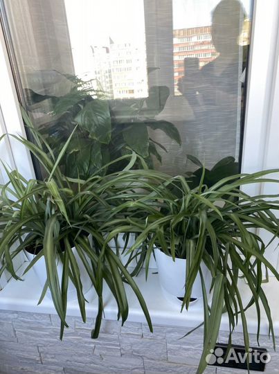 Хлорофитум