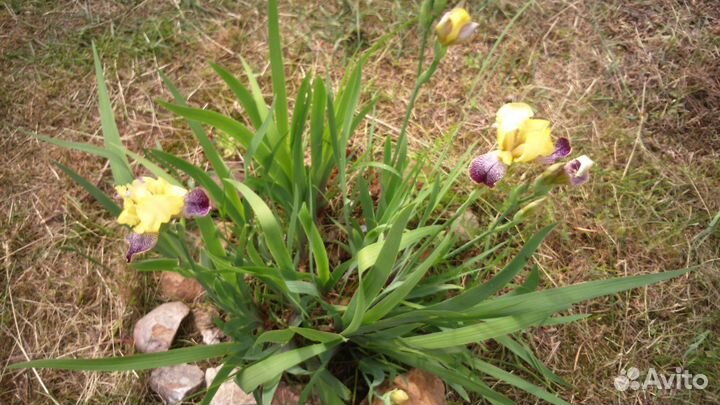 Цветы для вашего сада