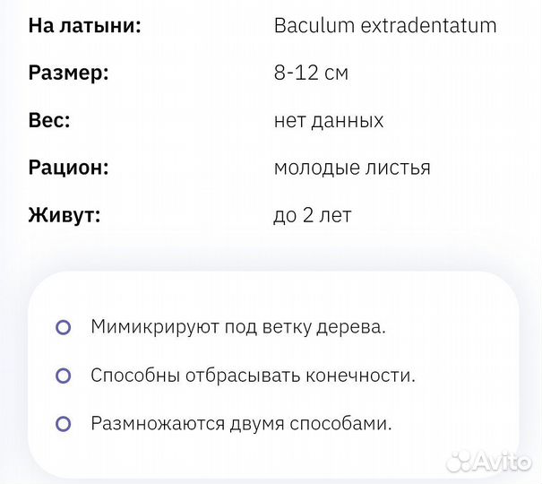 Аннамский палочник