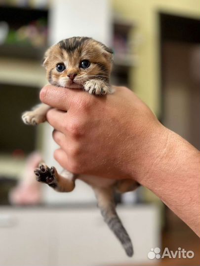 Британская вислоухая кошка