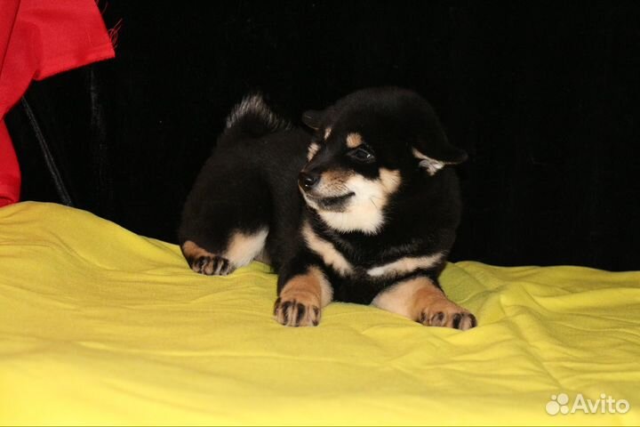 Собака улыбака