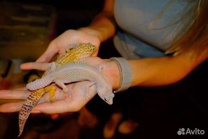 Геккон эублефар пара