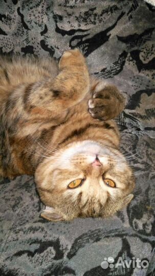 Шотланские котята