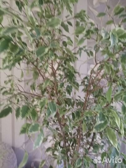 Фикус бенджамина большой