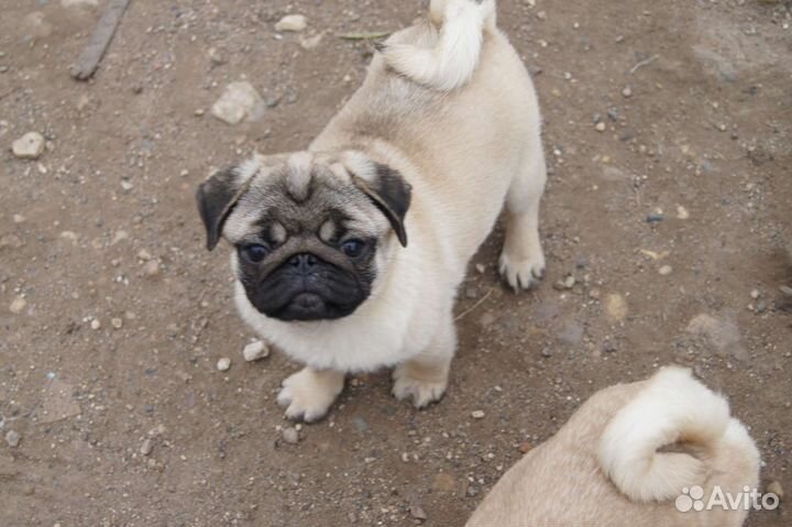 Щенки мопса мальчики