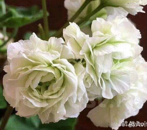 Пеларгония сортовая