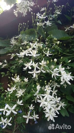 Клематис и девичий виноград