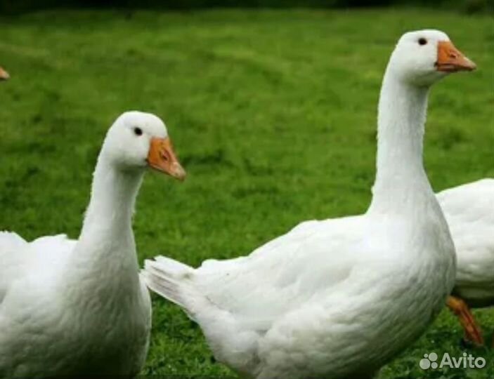 Гуси