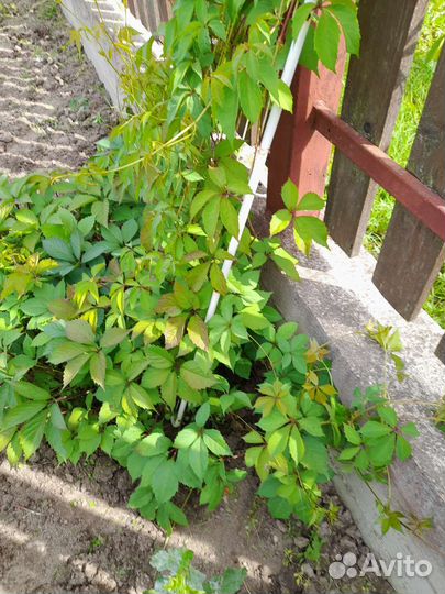 Девичий виноград,черенки