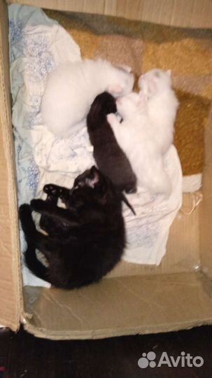 Кошка в дар бесплатно