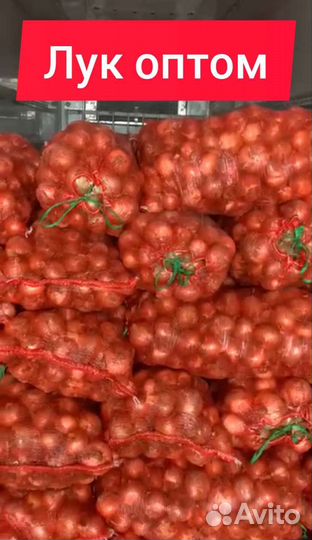 Лук оптом