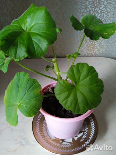 Пеларгония герань