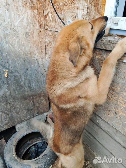 Собака в добрые руки отдам бесплатно