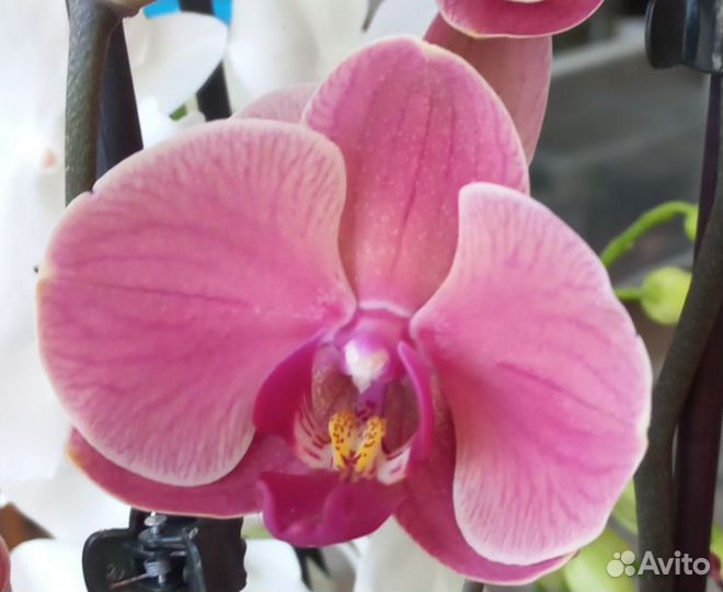 Орхидея фаленопсис