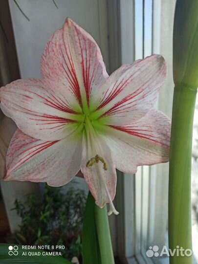 Гиппеаструм