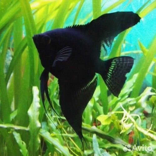 Скалярия черный бархат, Обмен