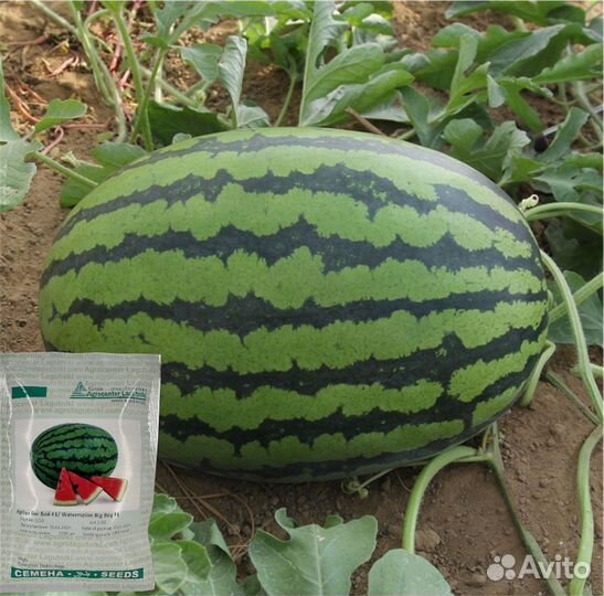 Семена арбуза Биг бойf1