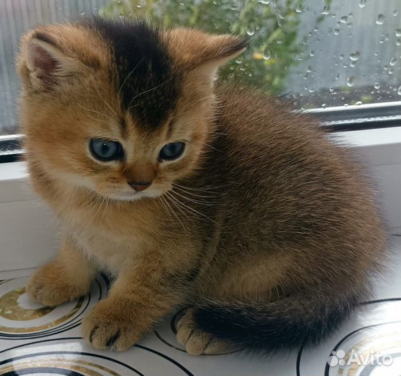 Британский кот