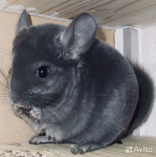 Шиншиллы