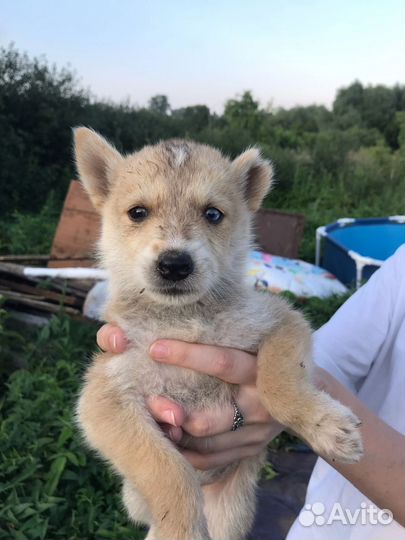 Собака в добрые руки отдам бесплатно