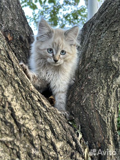 Котята в добрые руки бесплатно