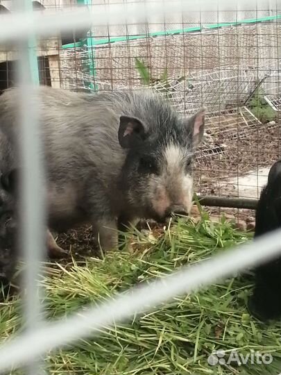 Вьетнамские поросята