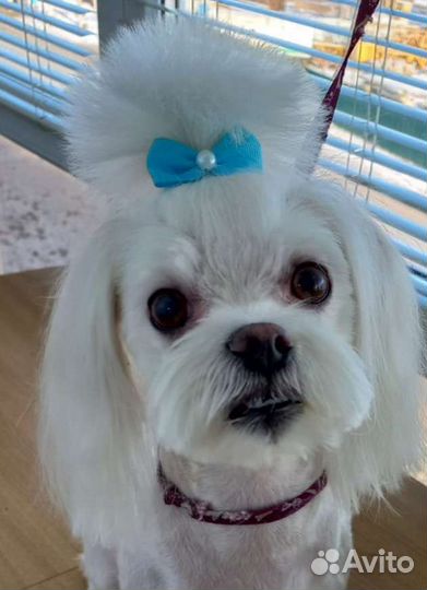 Стрижка собак мелких пород и кошек