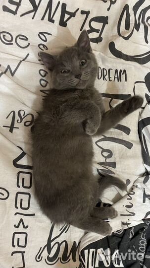 Котята в добрые руки мальчик