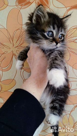 Шикарный мальчик