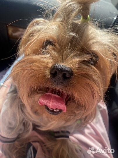 Передержка животных