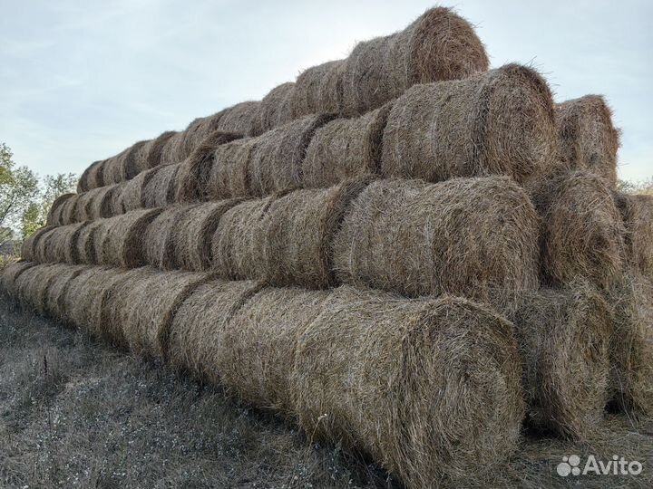 Солома пшеничная