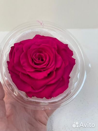 Бутоны Вердиссимо Эквадор 8см