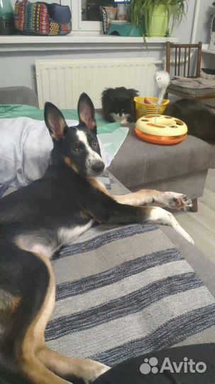 Оззи ждет своего человека