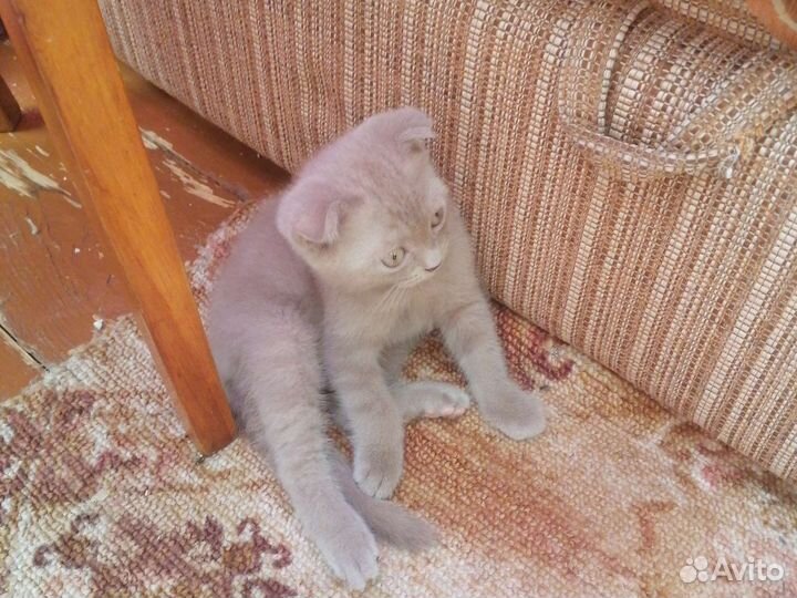 Британские котята