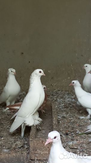 Голуби