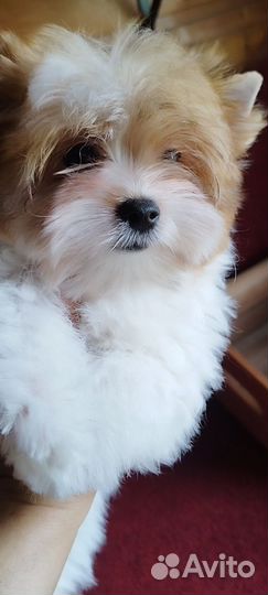 Солнечный красавчик