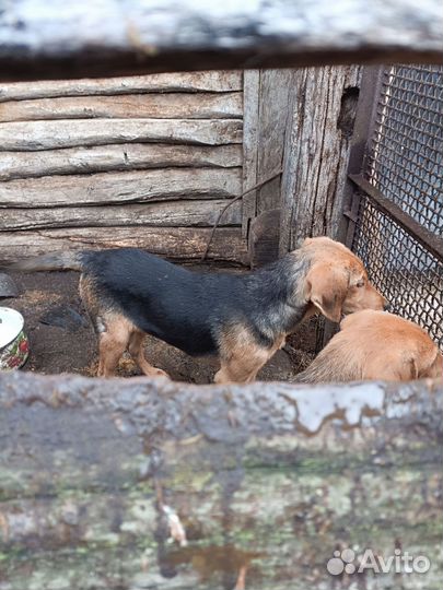 Русская гончая