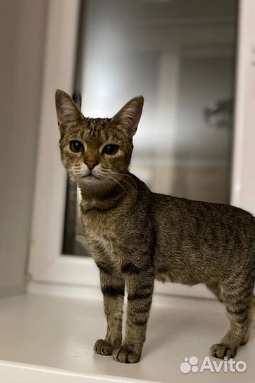 Домашние животные