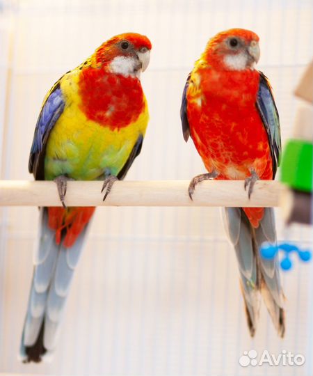 Лучшие Розелла птенцы для Вас