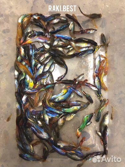 Рыба гуппи только опт